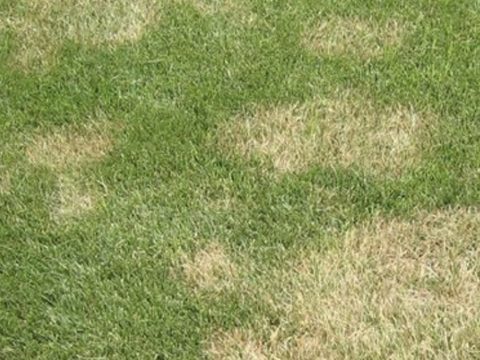 South Africa Golf Turf Care Treating Large Patch
