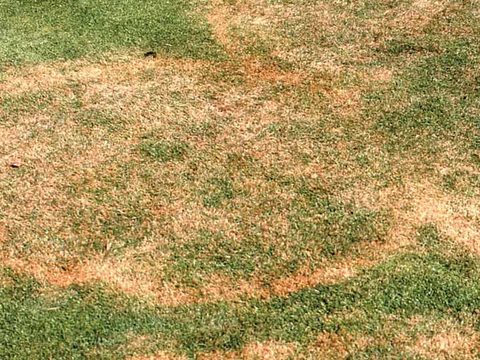 South Africa Turf Disease Guide - Large Patch