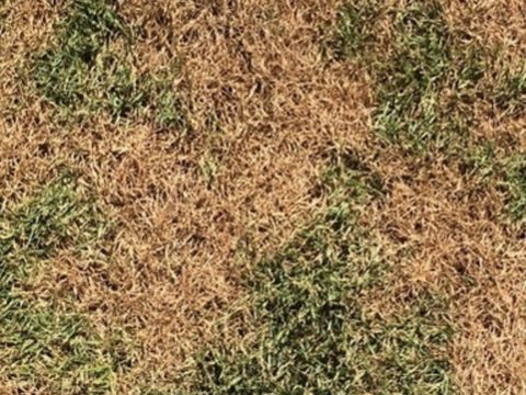 South Africa Turf Disease Guide - Summer Patch
