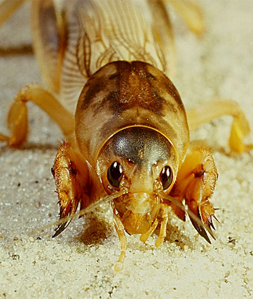 Mole Cricket stout, claw-like front leg with the head and thorax modified to form a shield