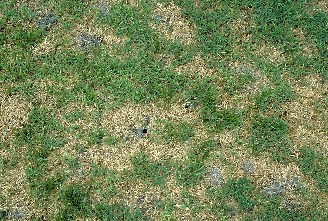 Mole cricket damage to a bermudagrass turf