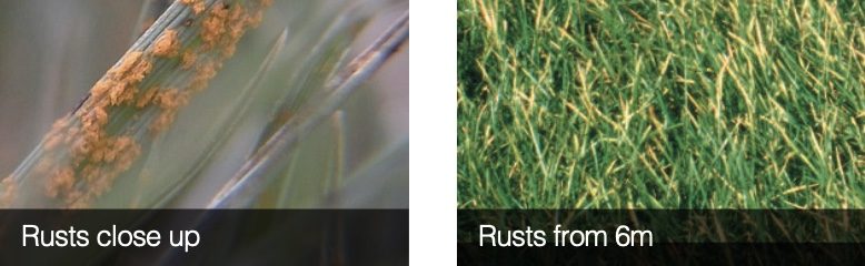 South Africa Turf Disease Guide - Rusts: Crown, Leaf and Stem