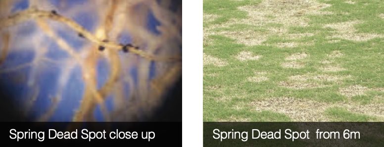 South Africa Turf Disease Guide - Spring Dead Spot