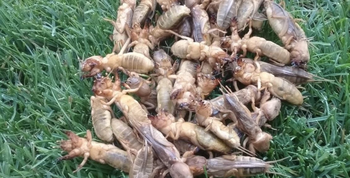 Mole Crickets on South African Golf Courses