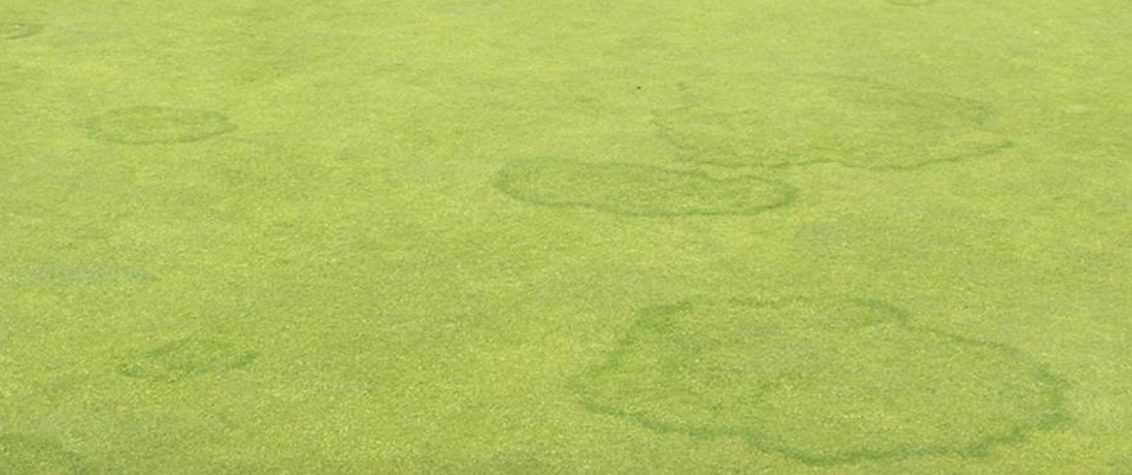 South Africa Golf Turf Care Treating Fairy Rings 