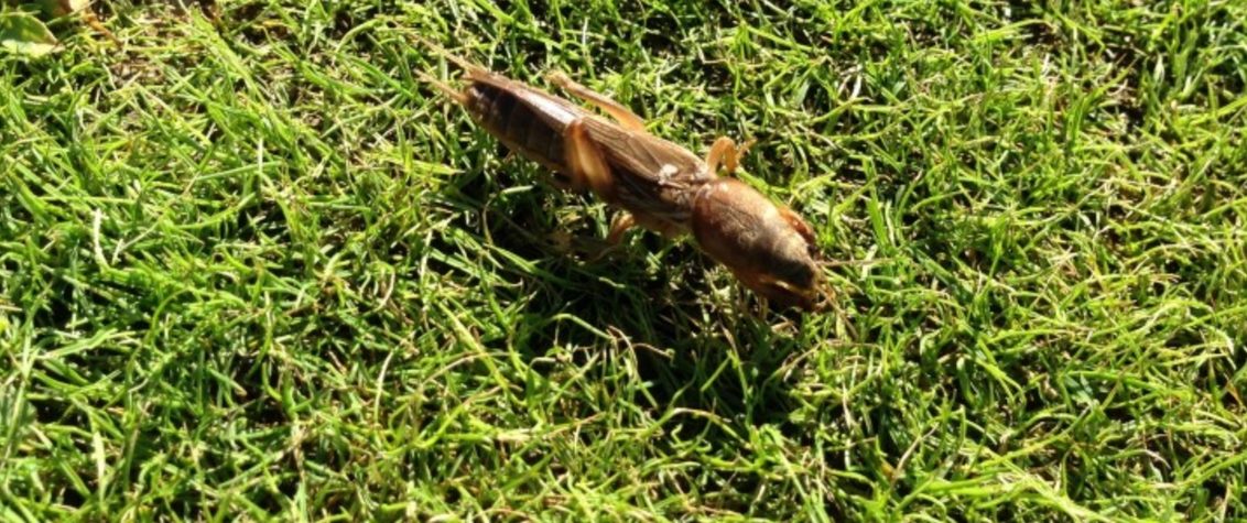 South Africa Golf Turf Care Treating Mole Crickets