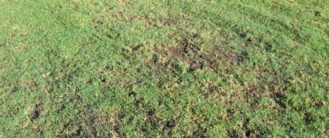 South Africa Golf Turf Care Treating Mole Crickets Damage