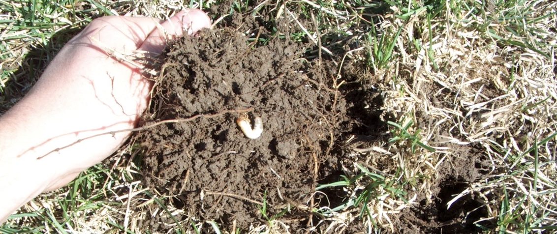 South Africa Golf Turf Care Treating White Grubs Pest